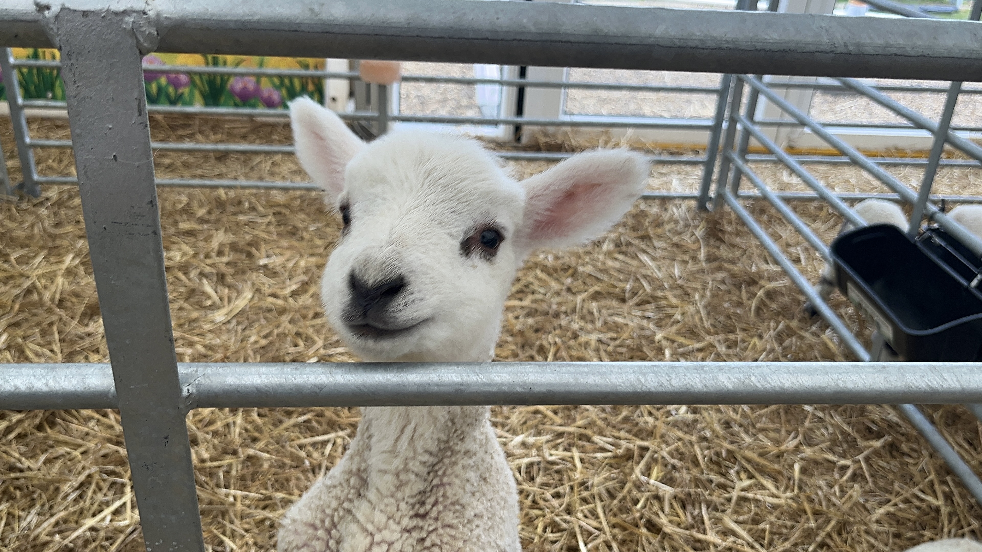 Lambs at Chester House